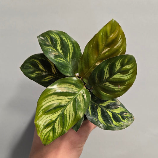 Mini - Calathea Makoyana