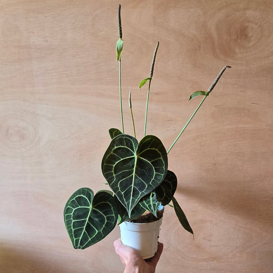 Anthurium Clarinervium