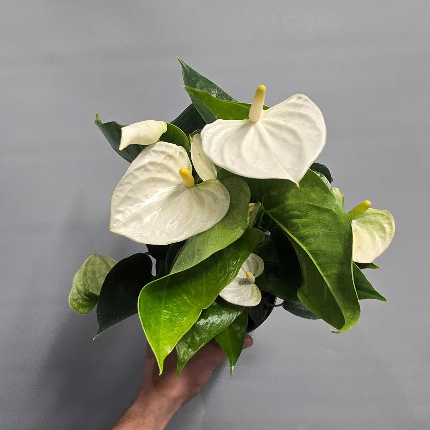 Anthurium Samora