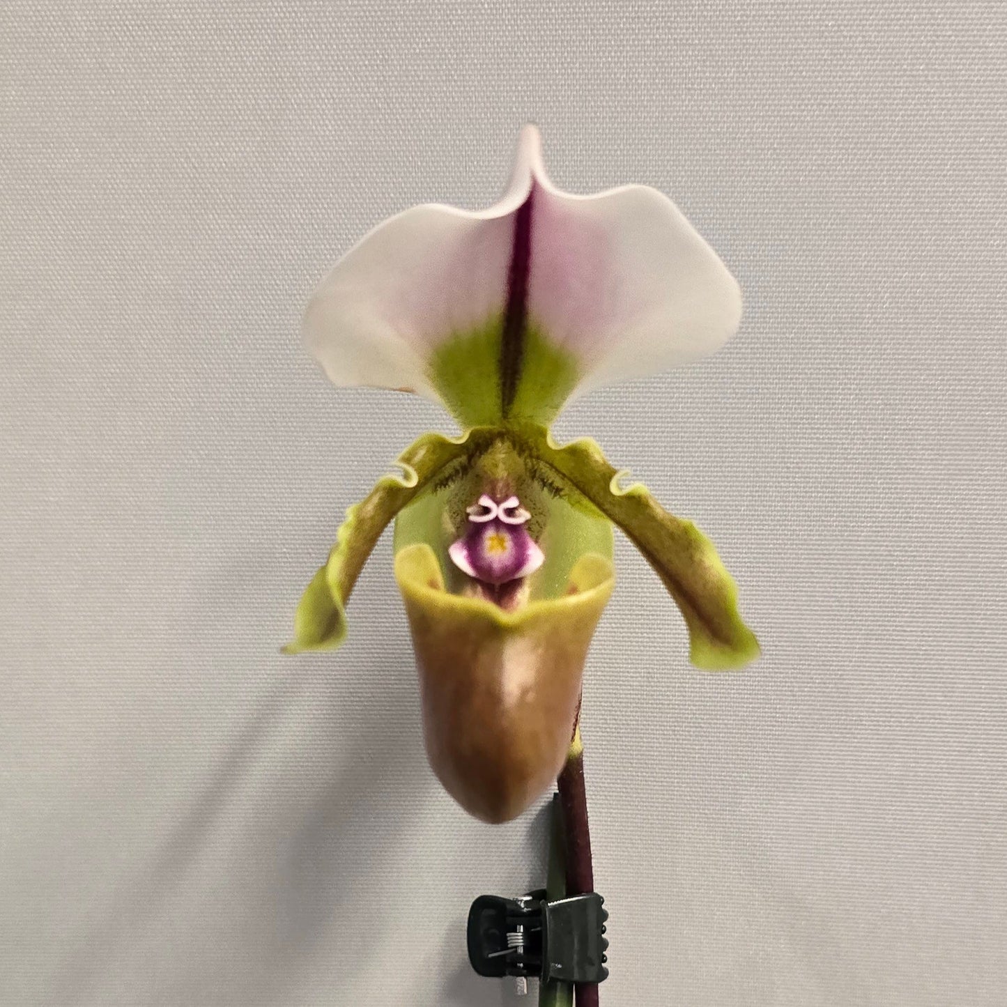 Paphiopedilum Milano - Slipper Orchid