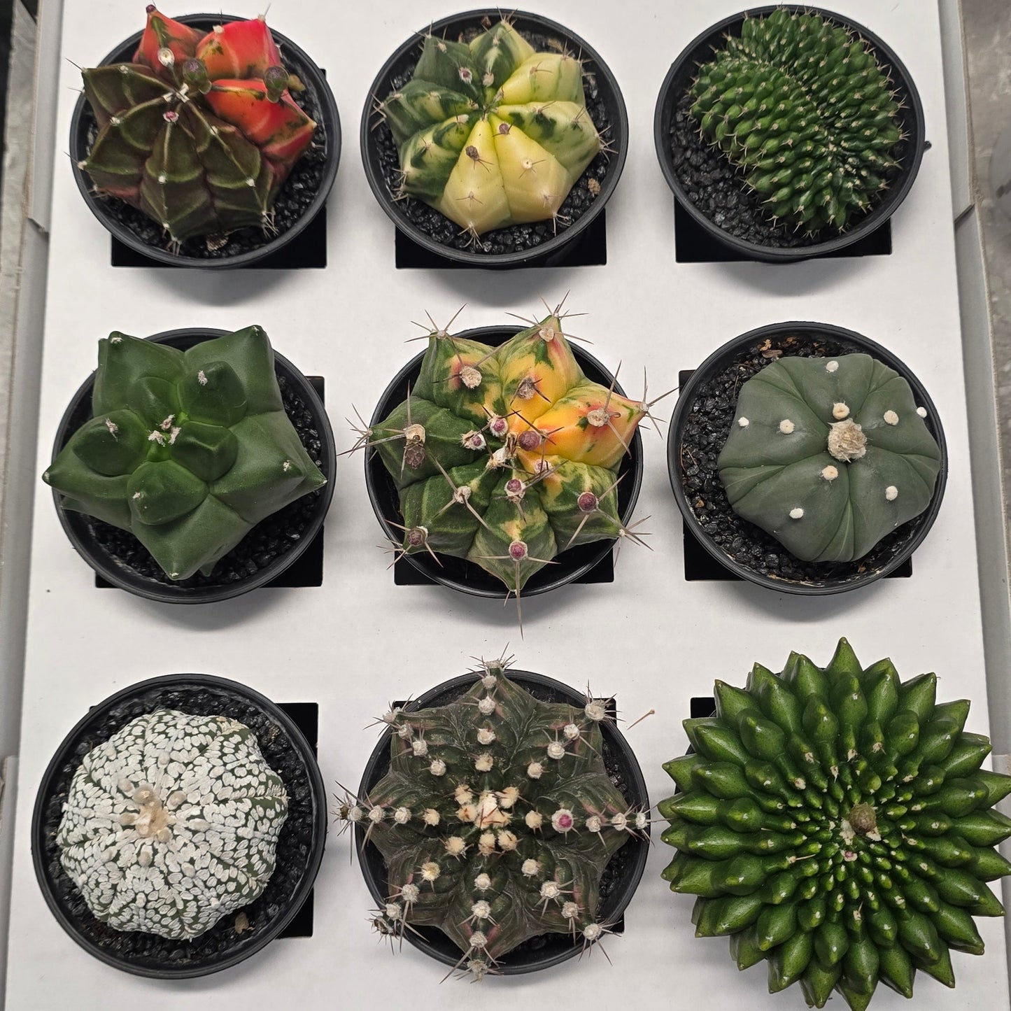 Mixed - Gymnocalycum Mihanovichii Cactus Variegated