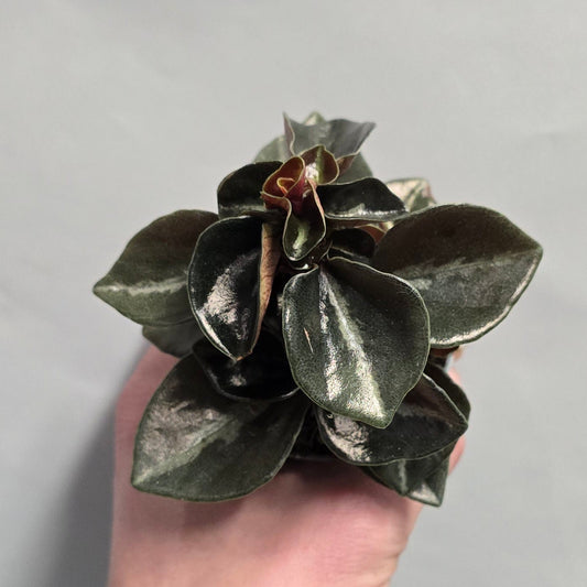 Mini - Peperomia Columbiana