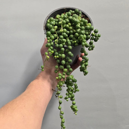 String of Pearls