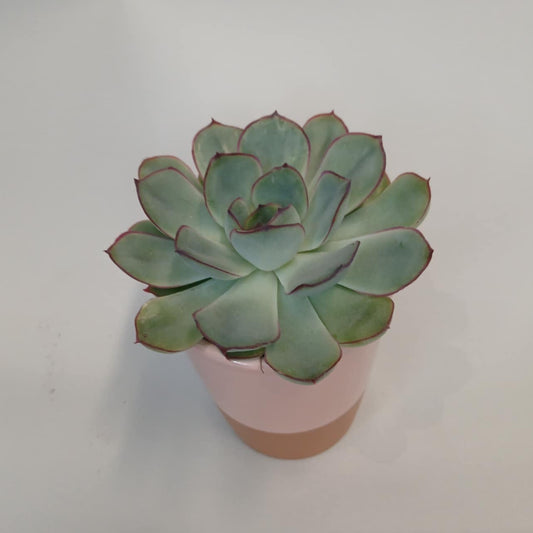 Mini Succulents & Pot - Mixed