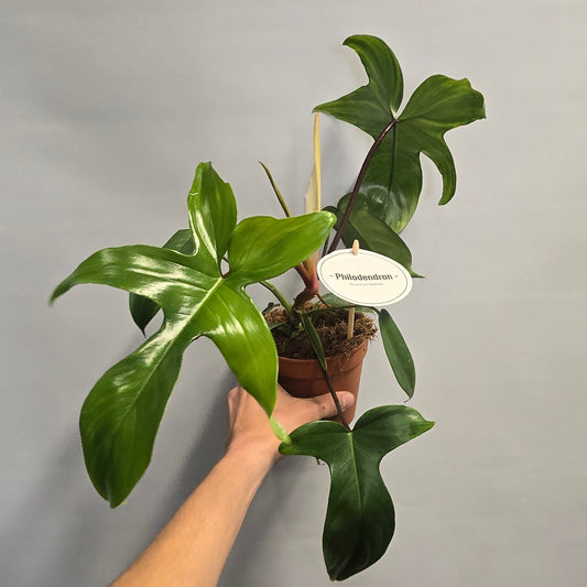Philodendron Florida Green
