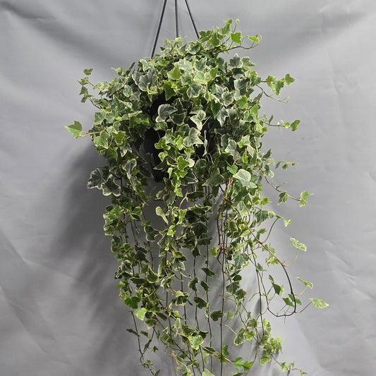 Hanging Xl Large - Helix Eva