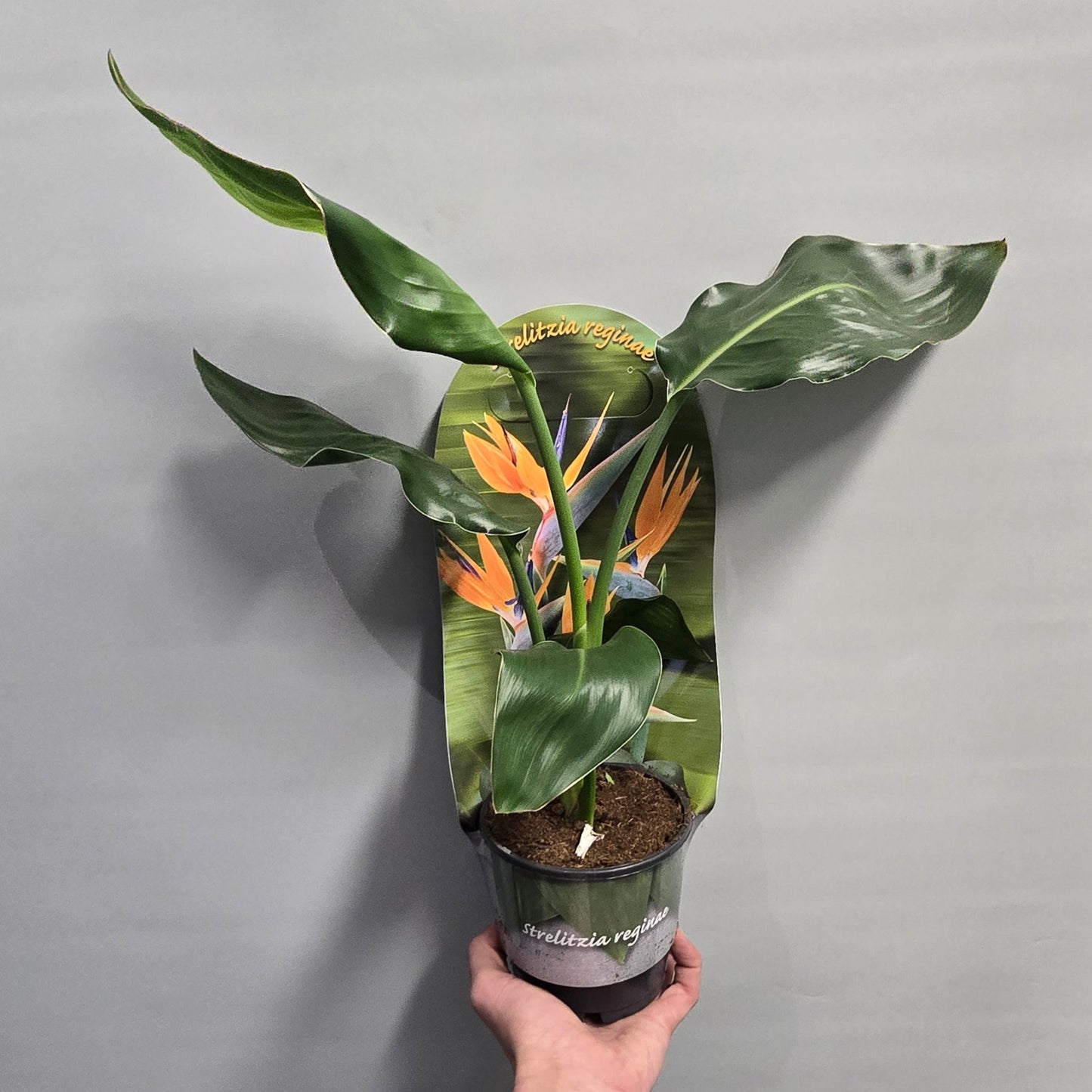 Strelitzia Reginae – Bird of Paradise