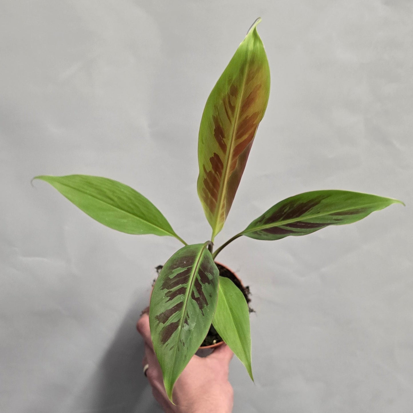 Musa Acuminata Zebrina