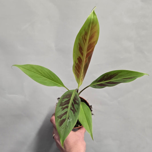 Musa Acuminata Zebrina