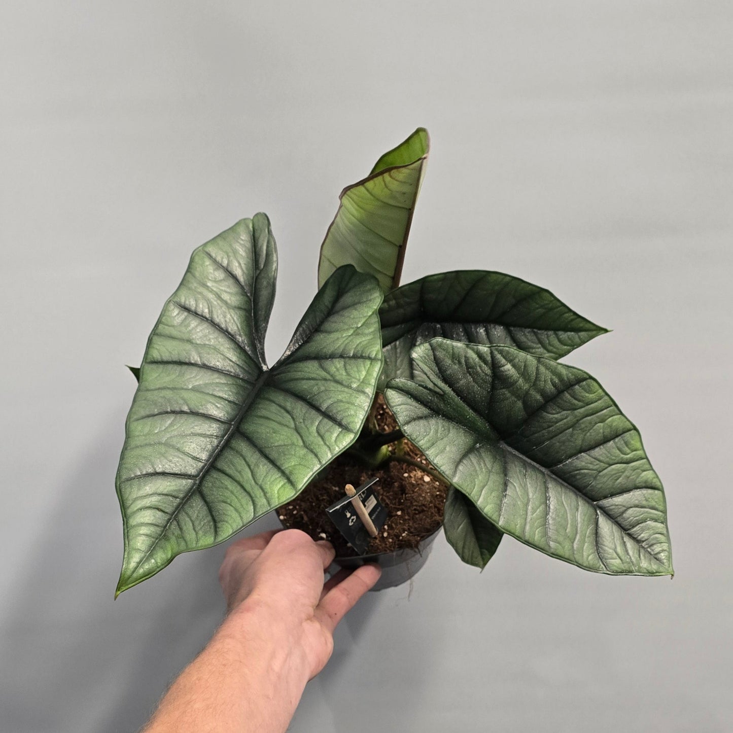 Alocasia Platinum