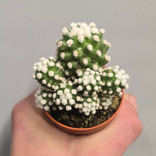 Mini - Thimble Cactus Mammillaria gracilis