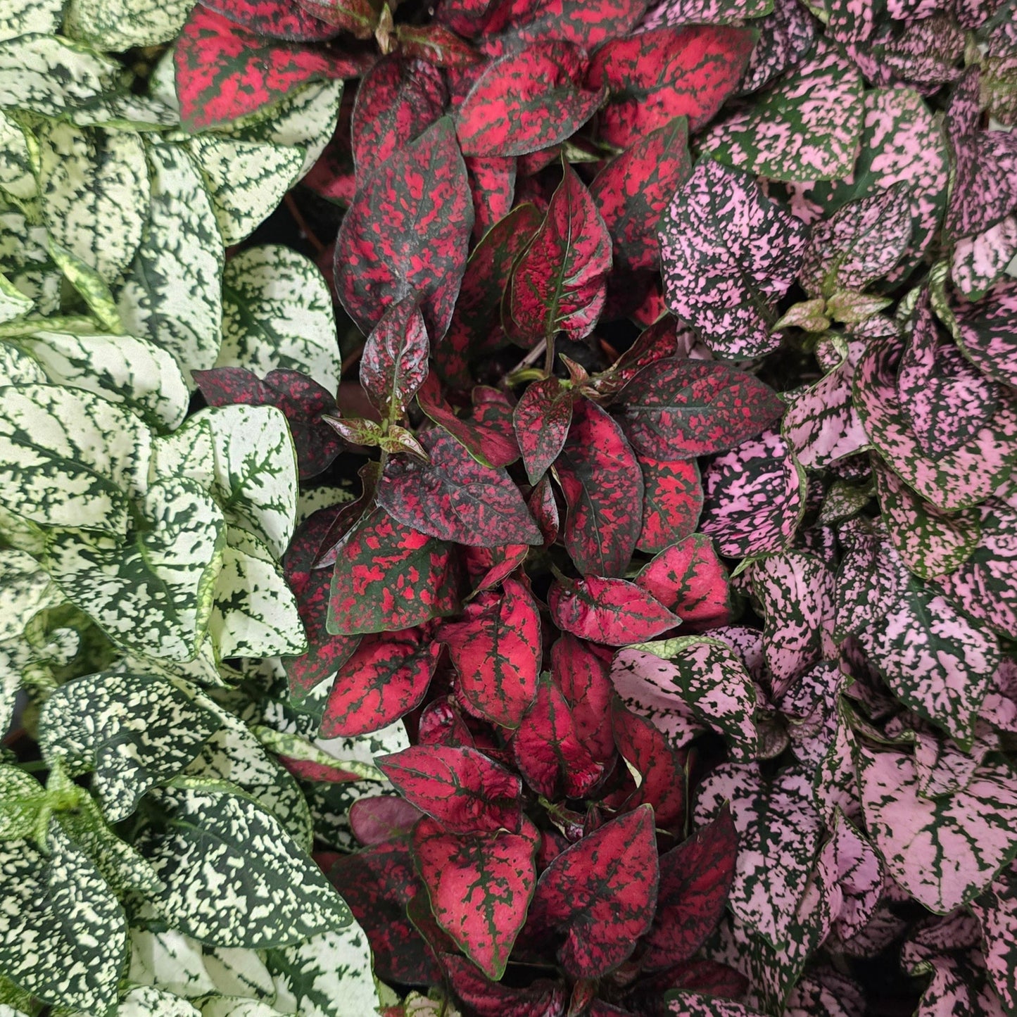 Small - Polka Dot Plant Hypoestes