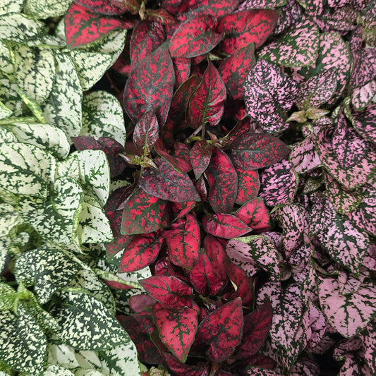 Small - Polka Dot Plant Hypoestes