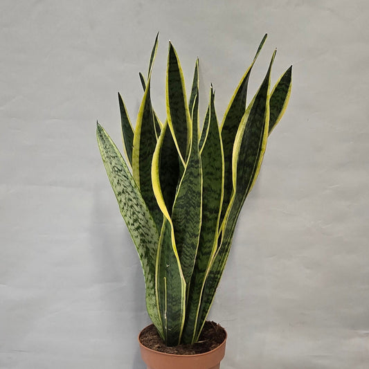 XL Sansevieria Superba - Snake Plant