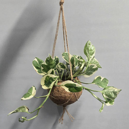Kokedama Pothos - Mixed - Grade B