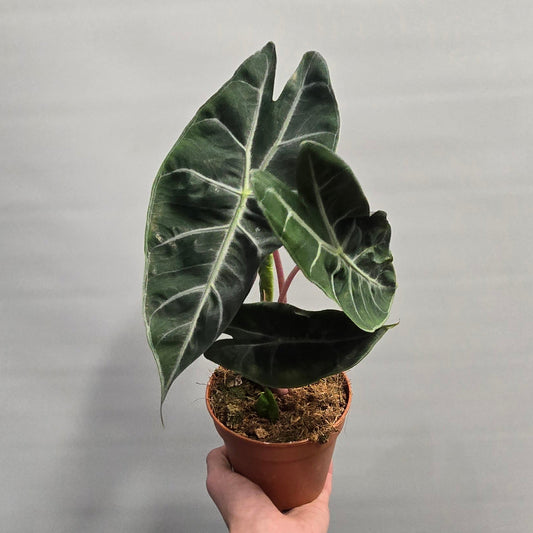Alocasia Pink Dragon