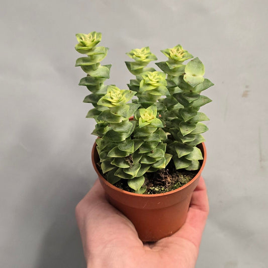 Crassula Perforata Variegata
