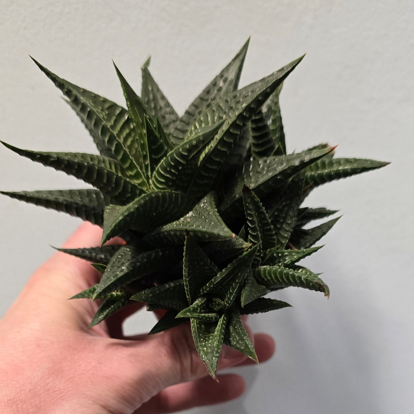 Mini Aleo Vera - Haworthia