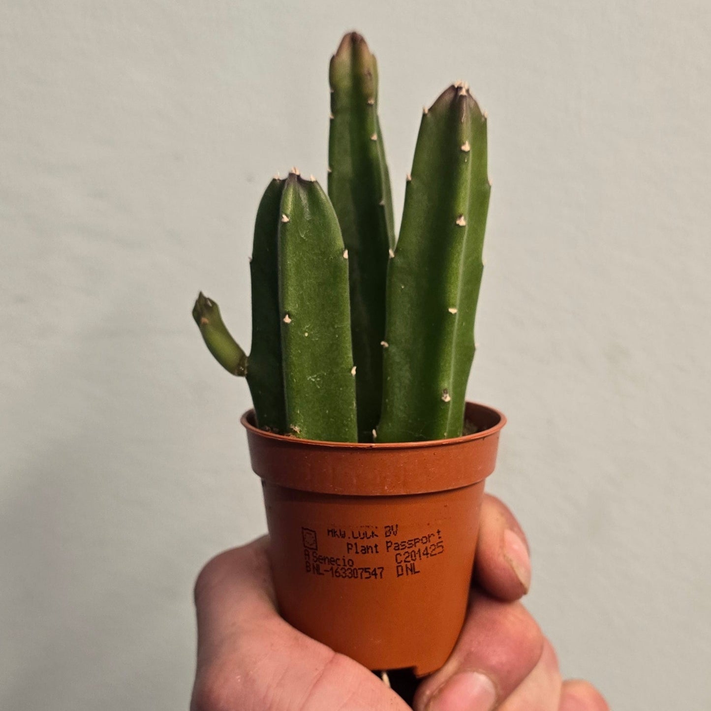Mini - Stapelia Leendertziae - Black Bells