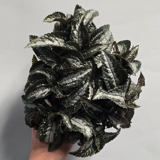 Pilea Silver Tree
