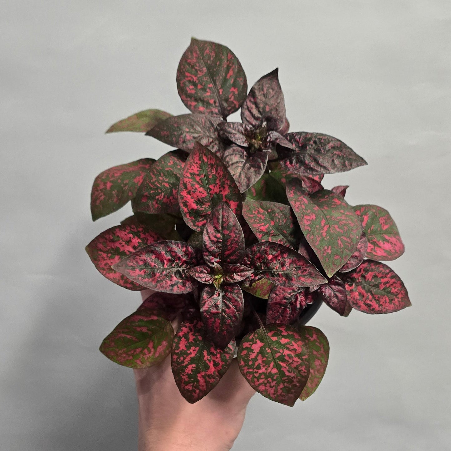 Polka Dot Plants Hypoestes ( 12cm Pots )