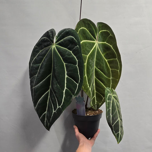 Large Anthurium Crystalline