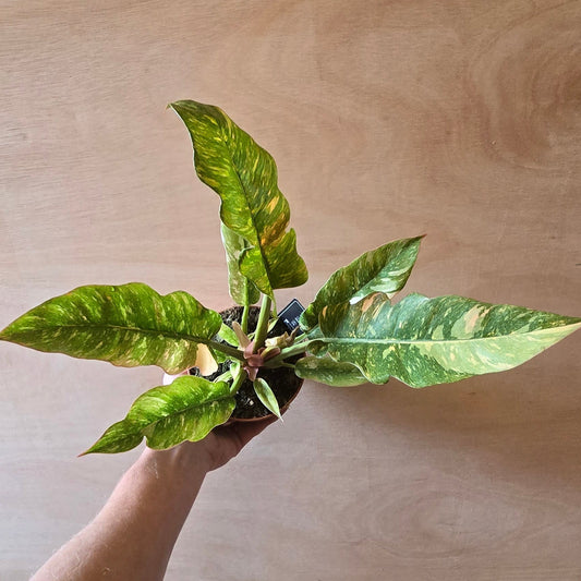 Philodendron Ring Of Fire