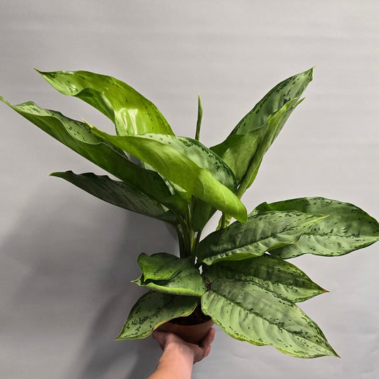 Large Aglaonema Freedman