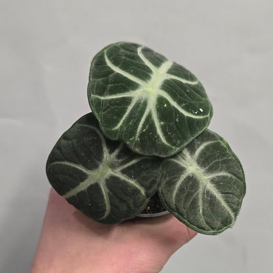 Mini - Alocasia Ninja