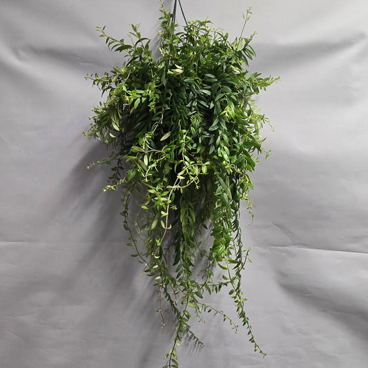Hanging Lipstick Plant - Aeschynanthus Japhrolepis
