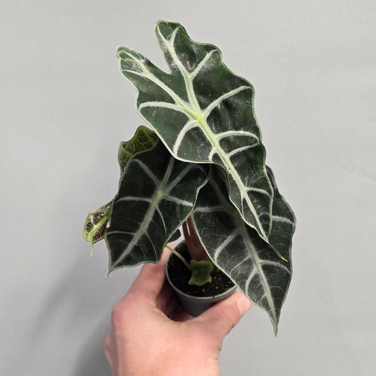 Mini - Alocasia Amazonica Dwarf