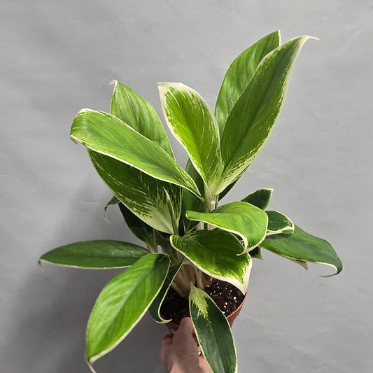 Aglaonema - White Lime