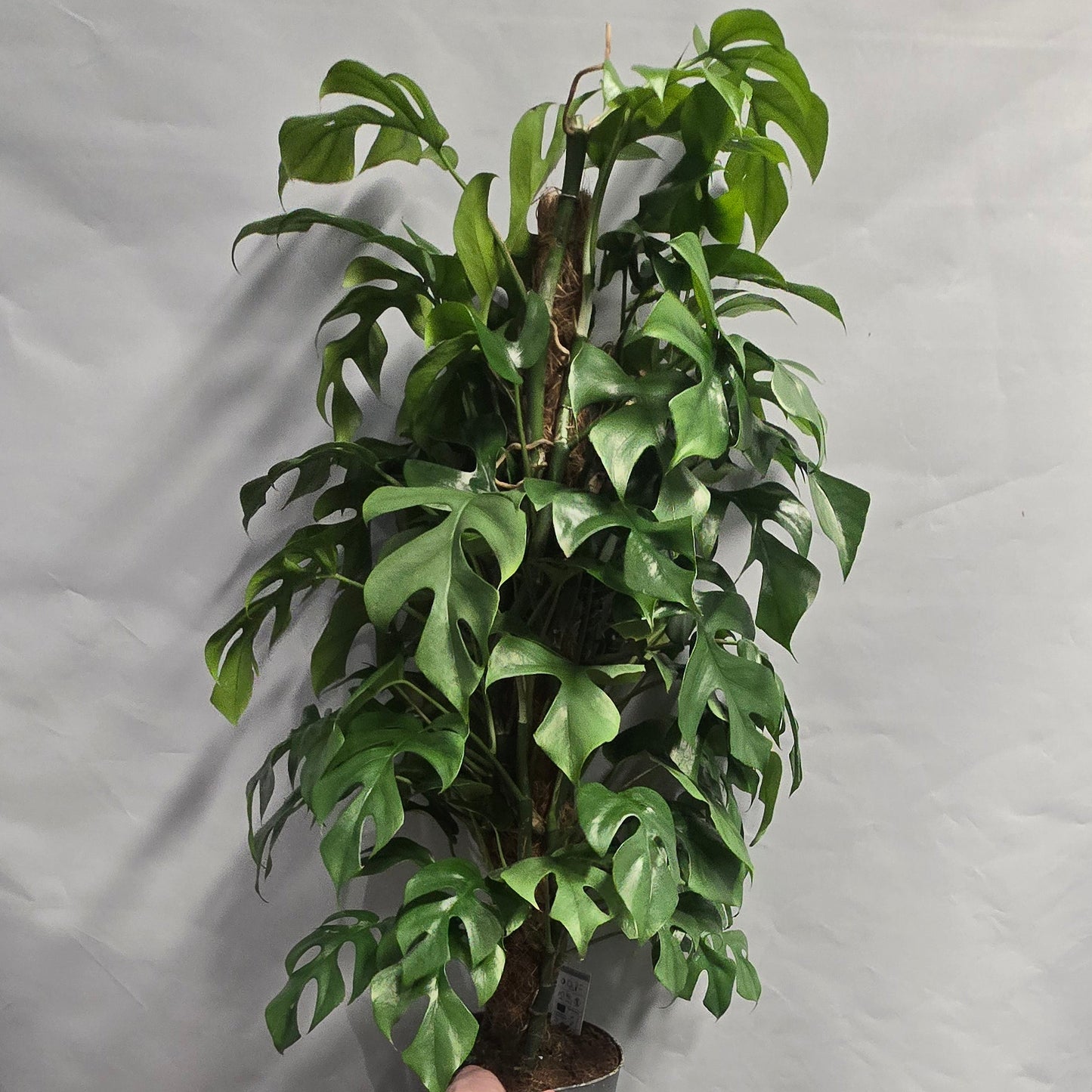 Large - Monstera Minima 100cm