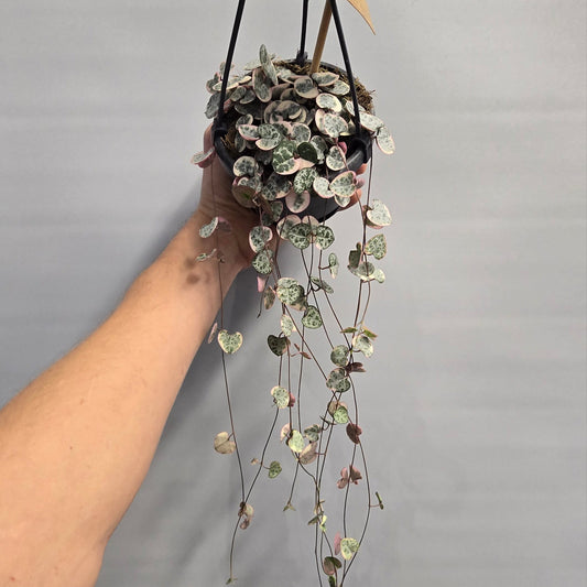 Hanging - String of Hearts Variegated