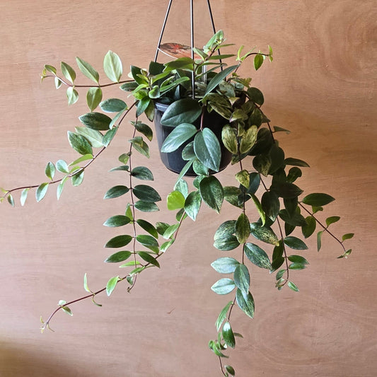 Hanging lipstick - Aeschynanthus Lobbianus Variegatus