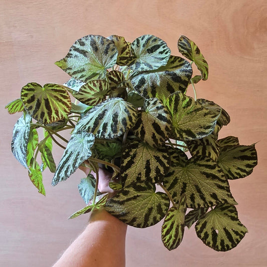 Begonia Silver Jewell