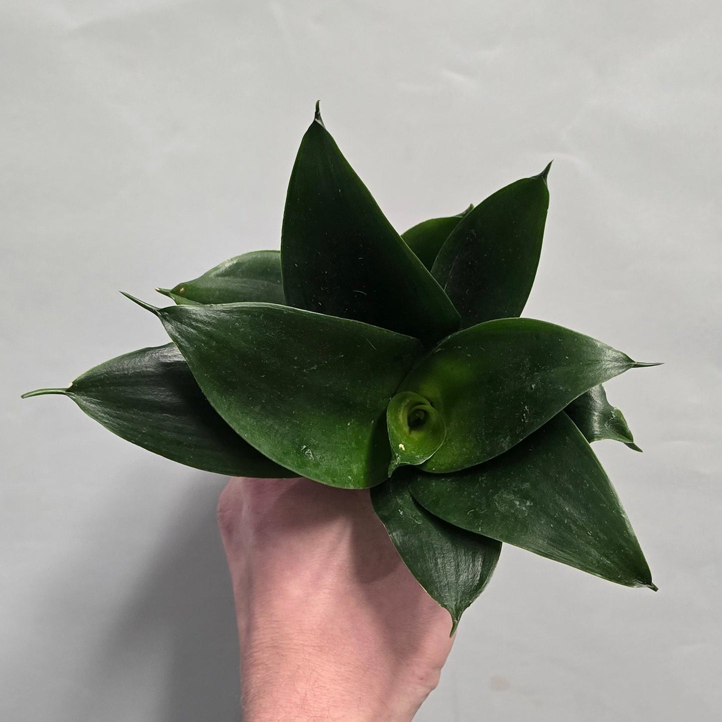 Mini - Sansevieria Hahnii Mix
