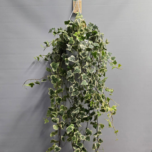 Hanging Xl Large - Hedera Helix White Wonder