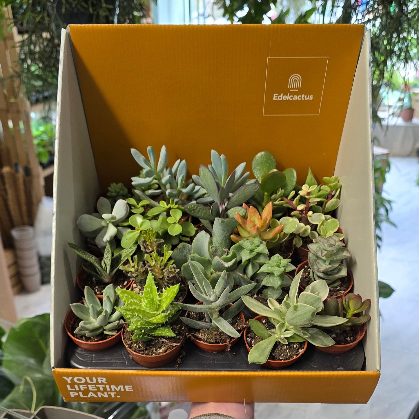 Mini Succulents - Mixed