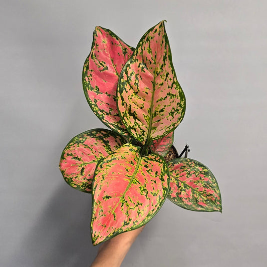 Aglaonema Crimson Love