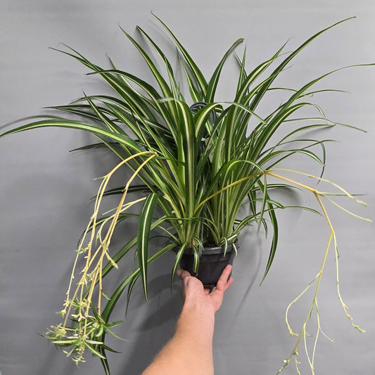 Hanging Spider Plants - Comosum Variegatum