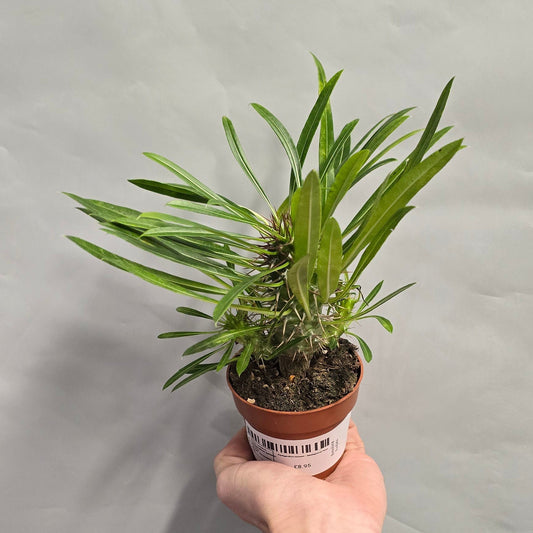 Pachypodium lamerei – Madagascar Palm