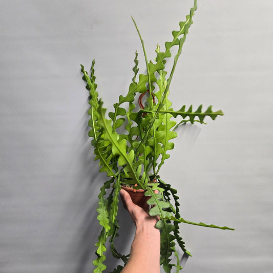 Hanging - FishBone Cactus