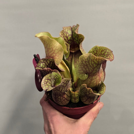 Sarracenia Pitcher Plants - Mixed