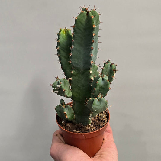 Euphorbia Resinifera – Resin Spurge