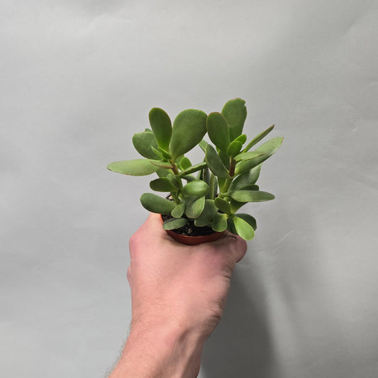 Mini - Crassula Bourgundy