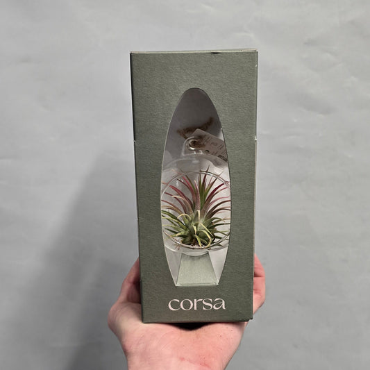 Air Plants - Tillandsia In Glass Bauble