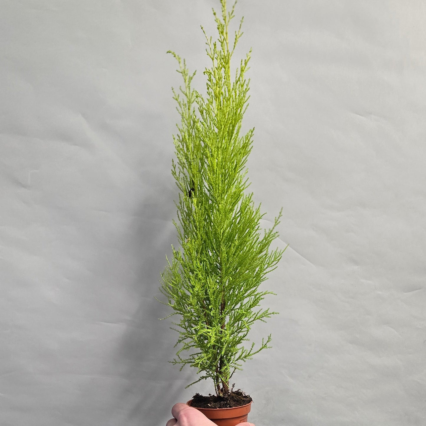 Lemon Cypress - Cupressus Goldcrest. Wilma