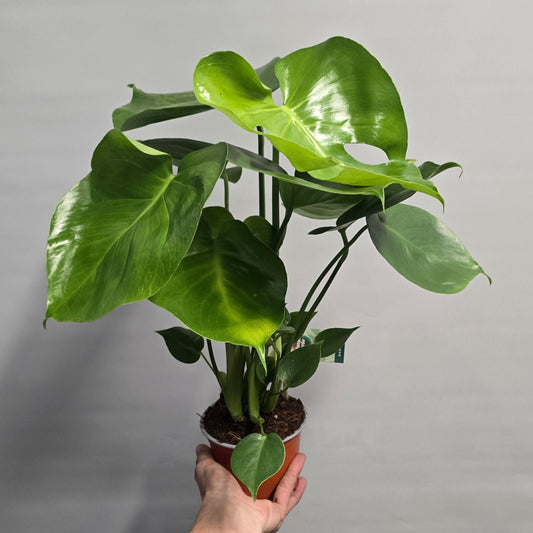 Monstera Deliciosa - Swiss Cheese Plant