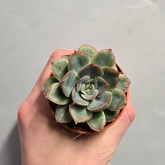 Mini - Echeveria Pelisuda